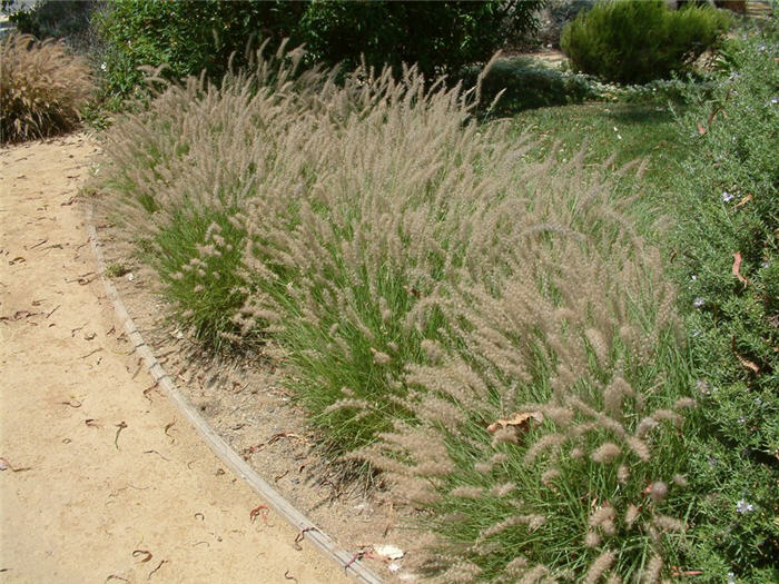 Plant photo of: Pennisetum orientale