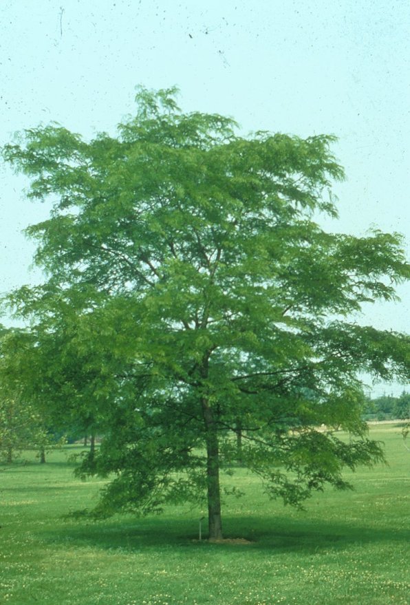 Plant photo of: Gleditsia tricanthos 'Shademaster'