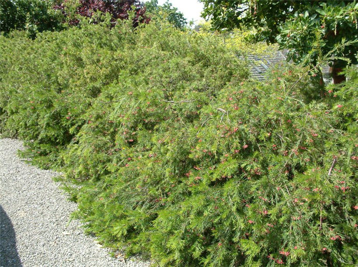 Plant photo of: Grevillea 'Noellii'