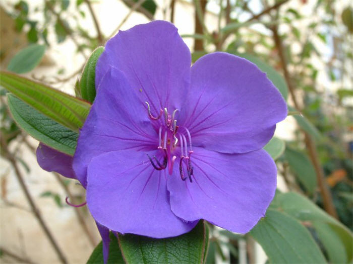 Plant photo of: Tibouchina urvilleana