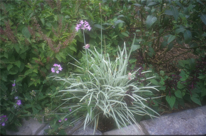 Tulbaghia violacea 'Silver Lace'