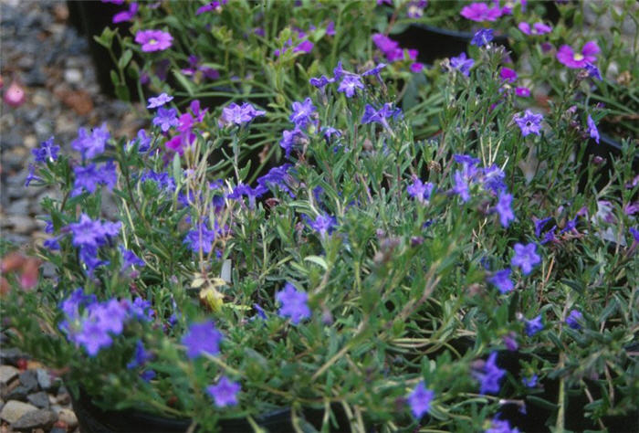 Lithodora diffusa 'Grace Ward'