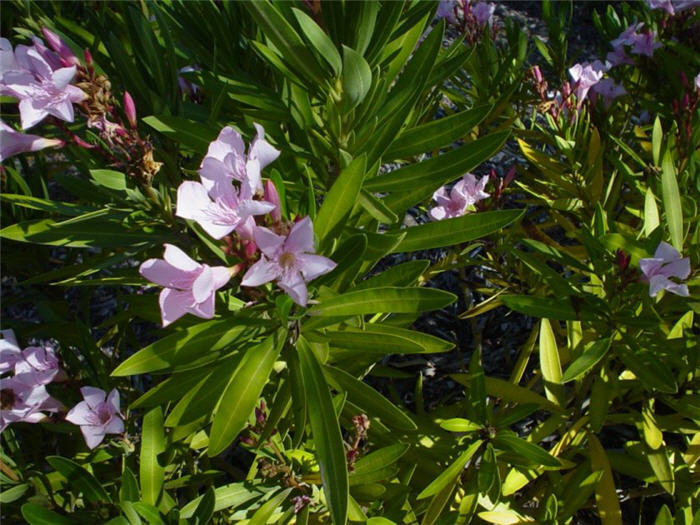 Petite Pink Oleander