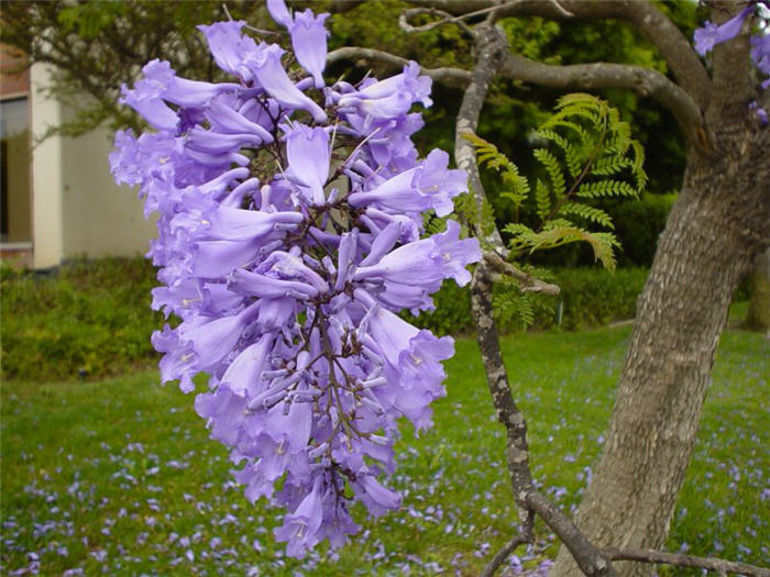 Plant photo of: Jacaranda mimosifolia