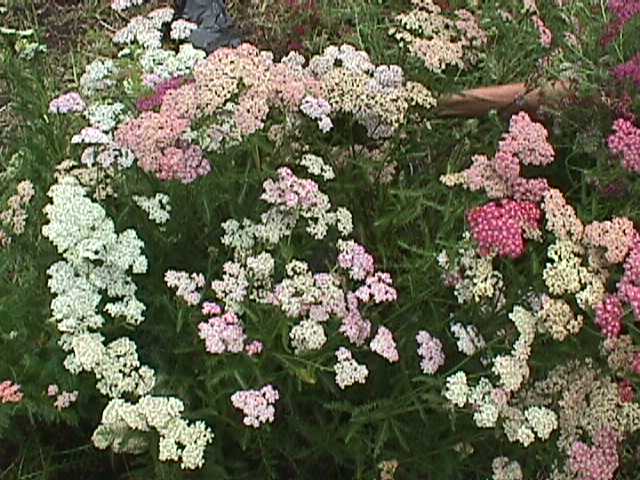 Common Yarrow