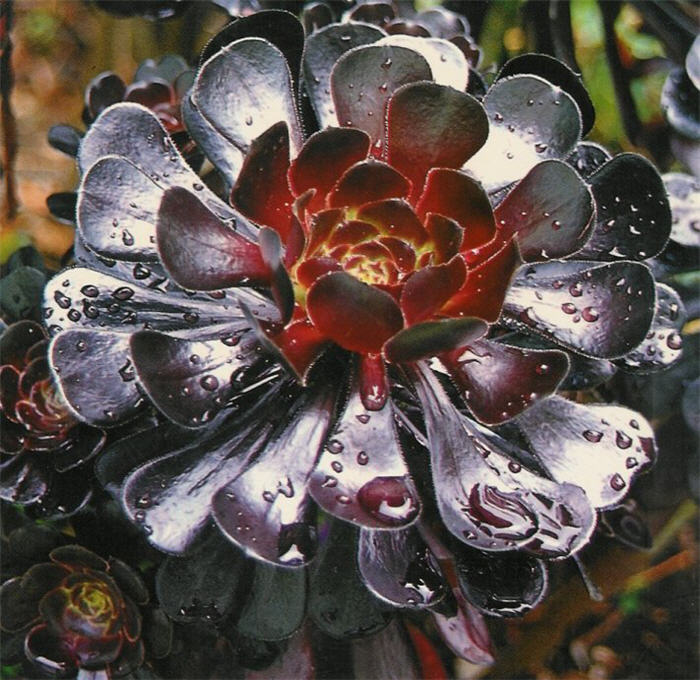 Aeonium arboreum 'Zwartkop'