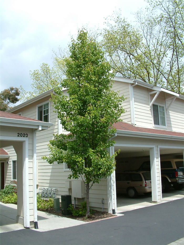 Pyrus calleryana 'Bradford'