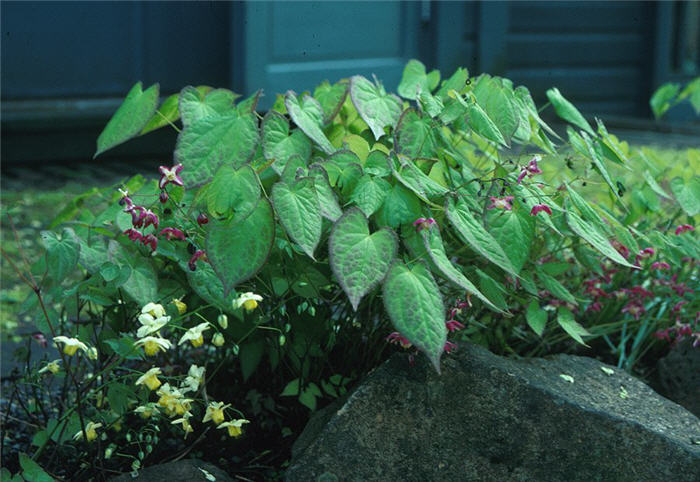 Epimedium X rubrum