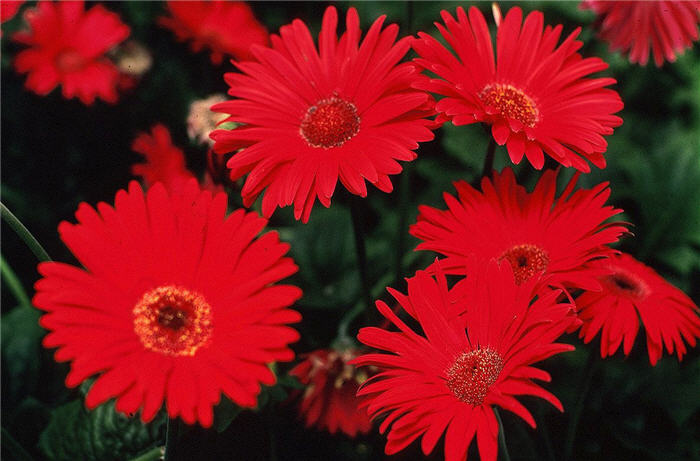 Gerbera jamesonii