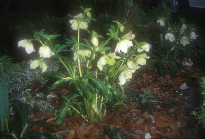 Helleborus niger