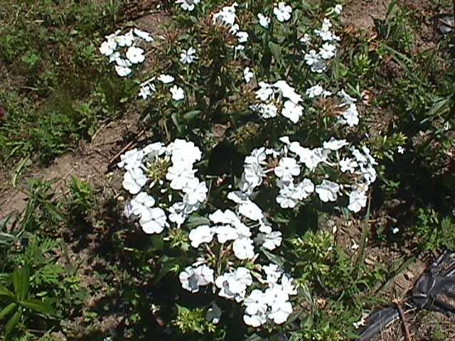 Phlox carolina 'Miss Lingard'