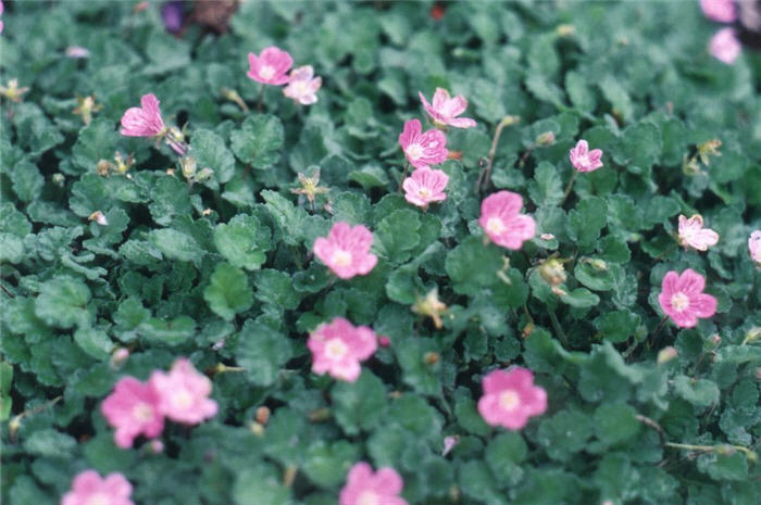 Plant photo of: Saponaria ocymoides