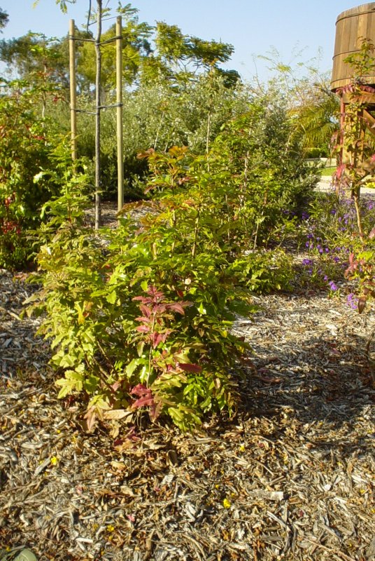 Plant photo of: Mahonia aquifolium