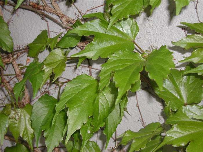 Parthenocissus tricuspidata