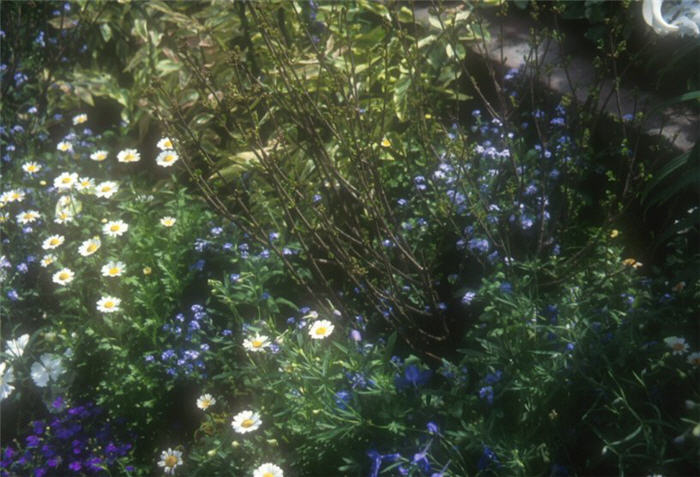 Chrysanthemum paludosum