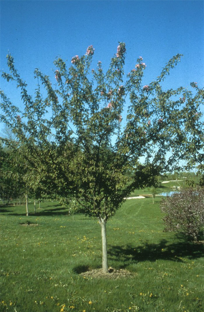 Plant photo of: Malus 'Hopa'