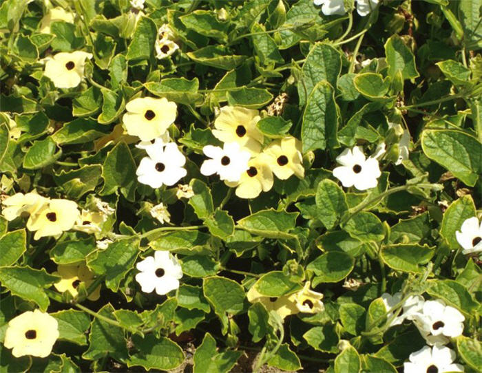 Black Eyed Susan Vine