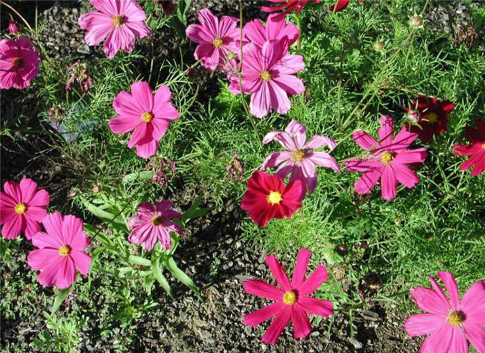 Plant photo of: Cosmos bipinnatus