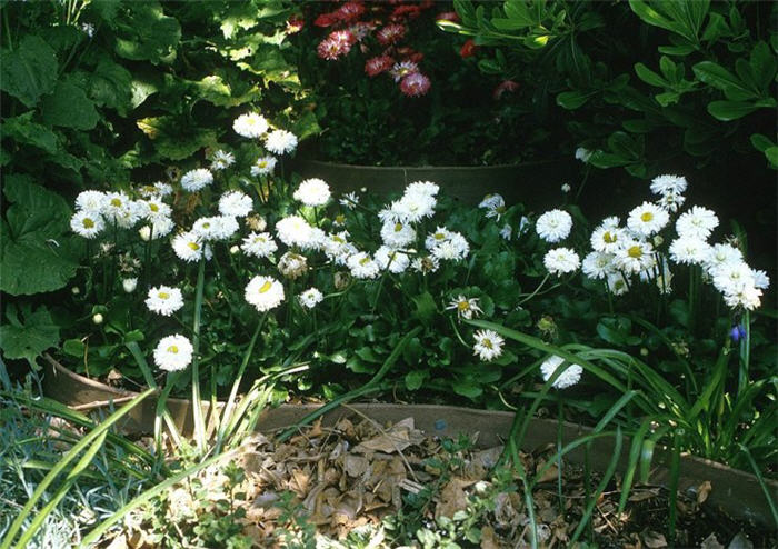 Bellis perennis