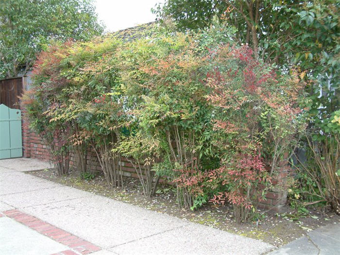 Plant photo of: Nandina domestica