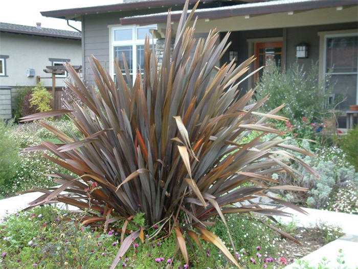 Phormium tenax 'Atropurpureum'