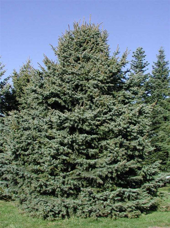 Picea pungens