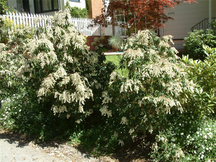 Pieris japonica