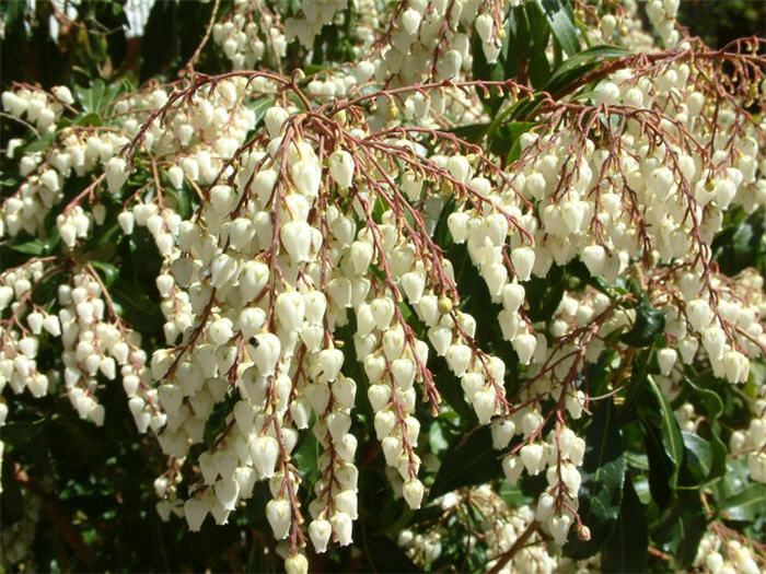 Plant photo of: Pieris japonica