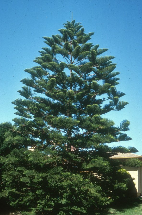 Araucaria heterophylla