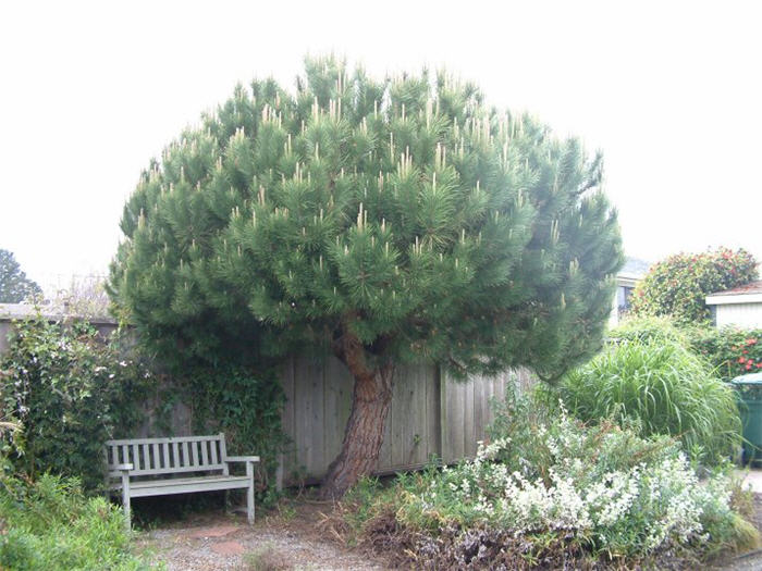 Pinus pinea