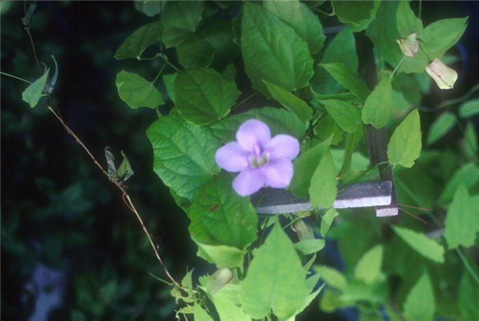 Plant photo of: Thunbergia fragrans