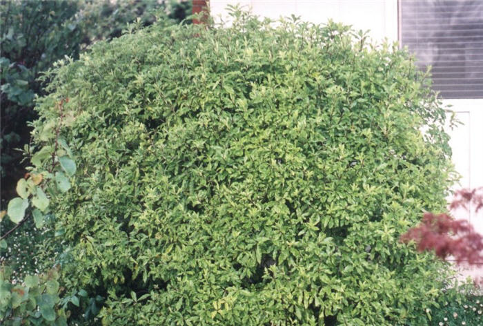 Pittosporum tenuifolium