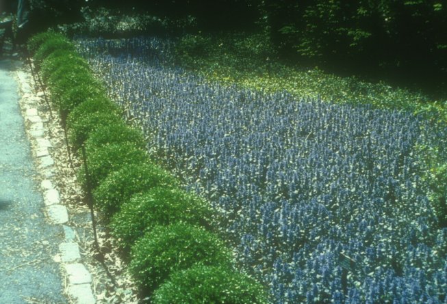 Plant photo of: Ajuga reptans