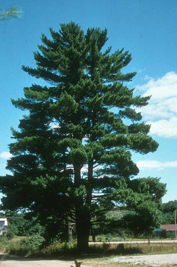 Plant photo of: Pinus strobus