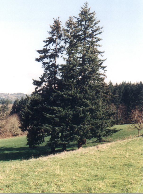 Plant photo of: Pseudotsuga menziesii