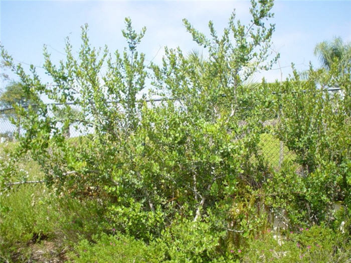 Rhus integrifolia