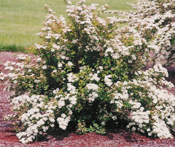 Spiraea vanhouttei