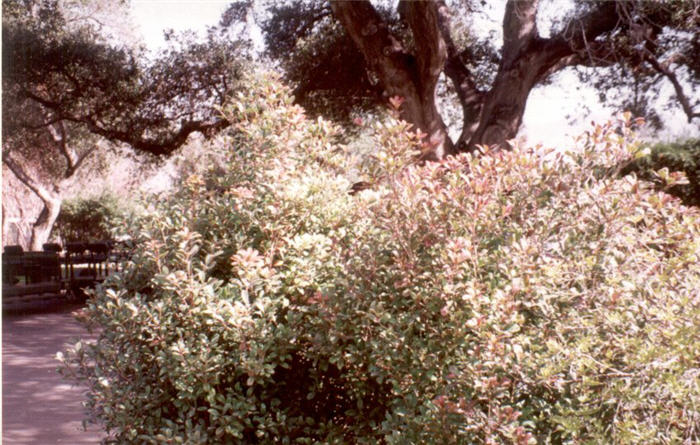 Plant photo of: Ternstroemia gymnanthera