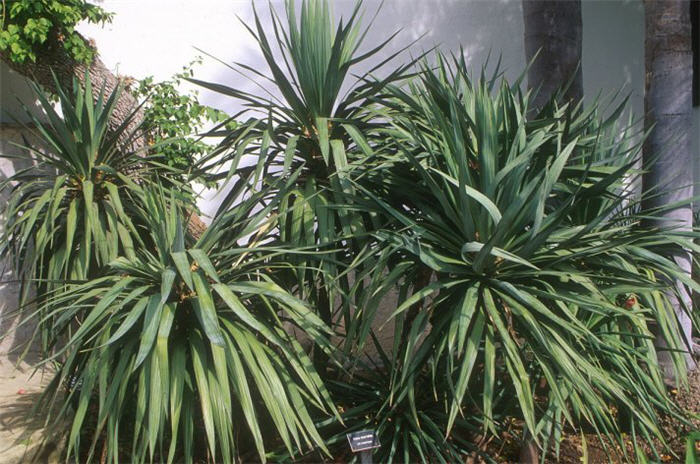 Spineless Yucca