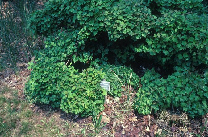 Dwarf European Viburnum