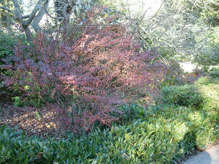 Dwarf Japanese Barberry