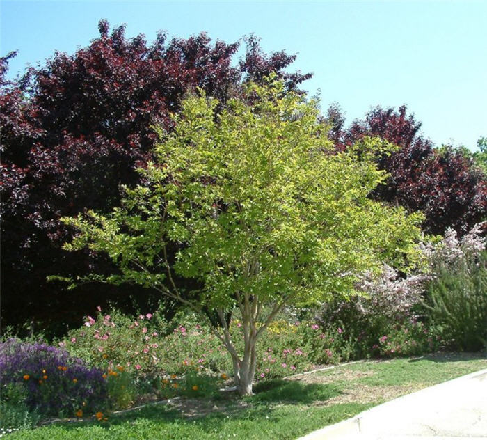 Plant photo of: Lagerstroemia 'Natchez'