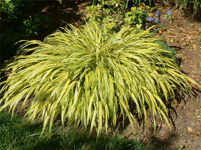 Golden Variegated Hakonechloa