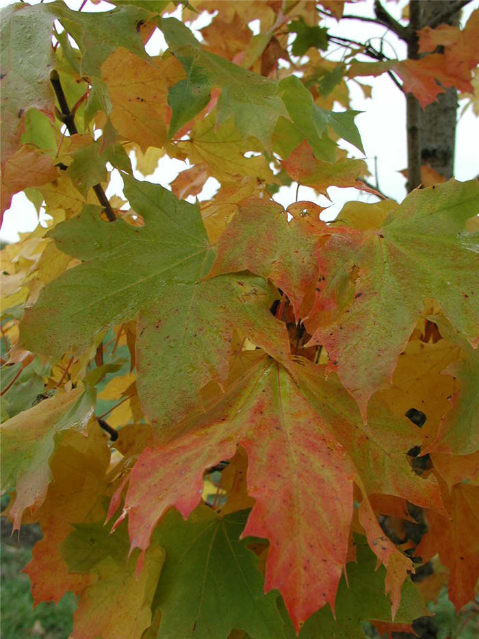 Columnar Norway Maple