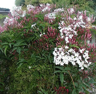 Fragrant Plants