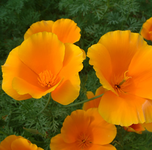 California Native Plants