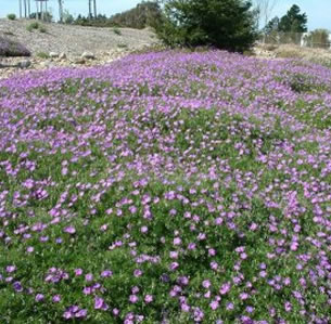 Ground Covers