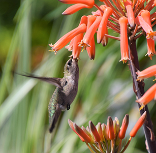 Attracts Hummingbirds