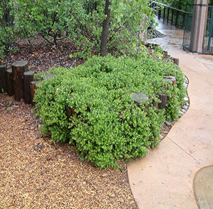 Native Ground Covers