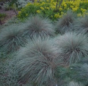 Ornamental Grasses & Clumping Plants